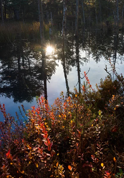 水の反射で静かな風景は、日没で湿原の湖 — ストック写真