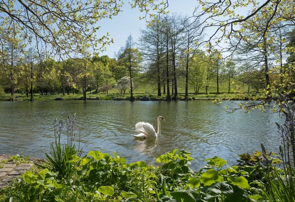 Um cisne em uma lagoa no parque da cidade — Fotografia de Stock