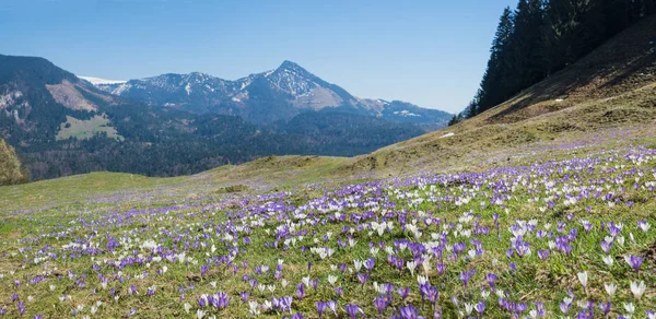Meadow in the alps with purple and white spring crocus — Stock Photo, Image