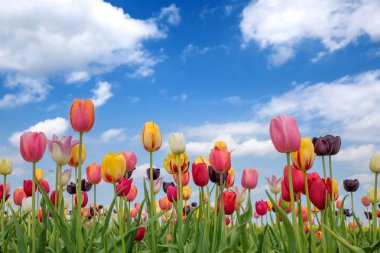 Lale flowerbed çeşitli renklerde çiçekleri ile