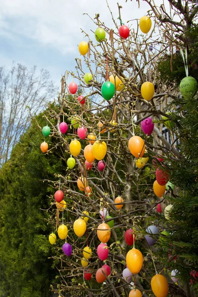 Hazel shrub with hanging easter eggs in vivid colors — Stock Photo, Image