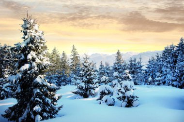 karlı ormanı ve parlak güneşli sabah gökyüzü ile kış manzarası