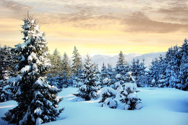 Winter scenery with snowy forest and bright sunny morning sky — Stock Photo, Image