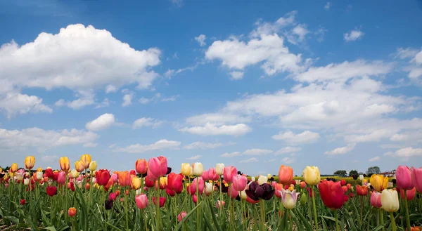 Яскраве поле тюльпанів в яскравих кольорах — стокове фото