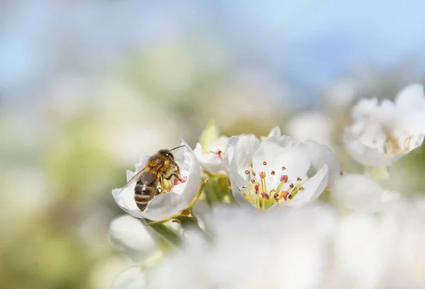 Ape da miele che raccoglie nettare sui fiori di pera — Foto Stock