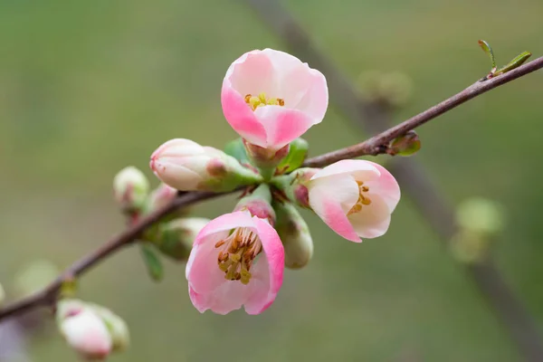 Zweig mit kleinen Quittenblüten — Stockfoto
