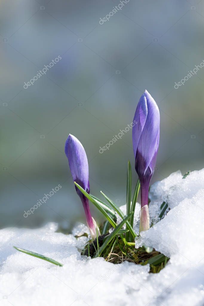 purple crocus buds in the snow