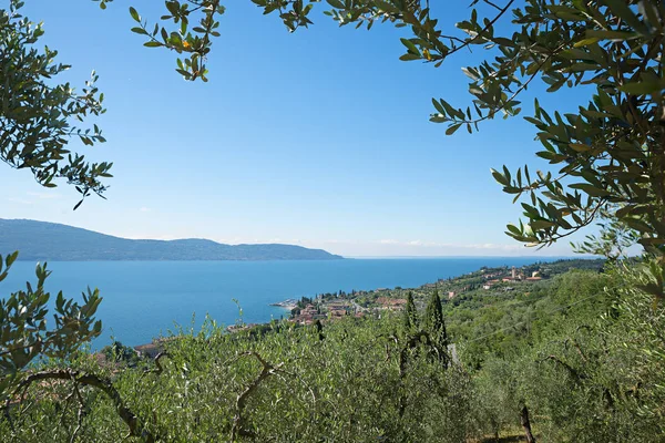 Garda Gölü kıyısında, olive grove, Akdeniz yatay — Stok fotoğraf