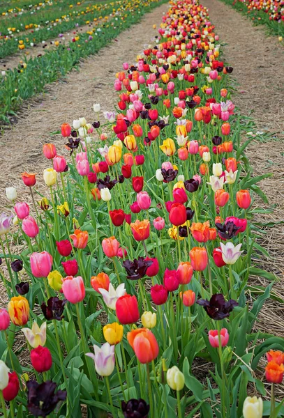 Řada barevných tulipánů v mnoha různých — Stock fotografie