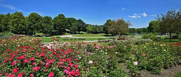 Rose garden in the city park munich west — Stock Photo, Image