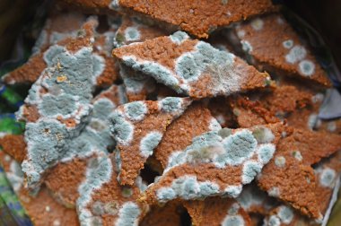 mavi mantar ile büyümüş tanımlama bilgileri