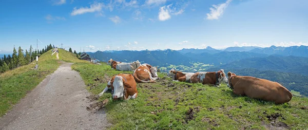 Avkopplande cattles på brauneck bergstopp — Stockfoto