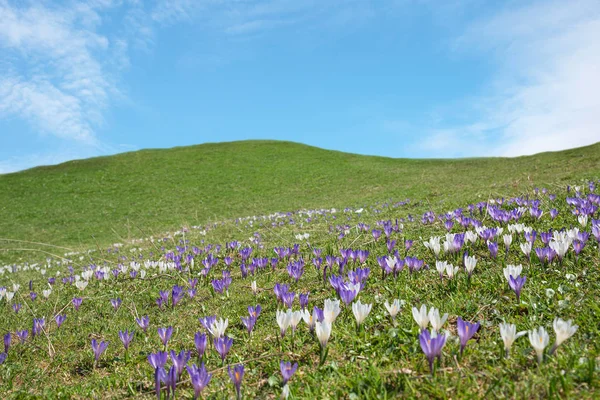 Kuperat landskap med blommande våren krokus — Stockfoto