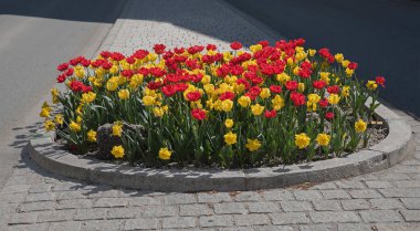 Rating sığınak renkli Lale ekimi ile