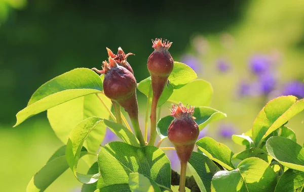 Group of pears in an early growth stage — Stock Photo, Image