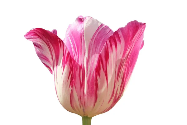 Один цветок тюльпана розовый и белый пятнистый, изолированный на белом — стоковое фото