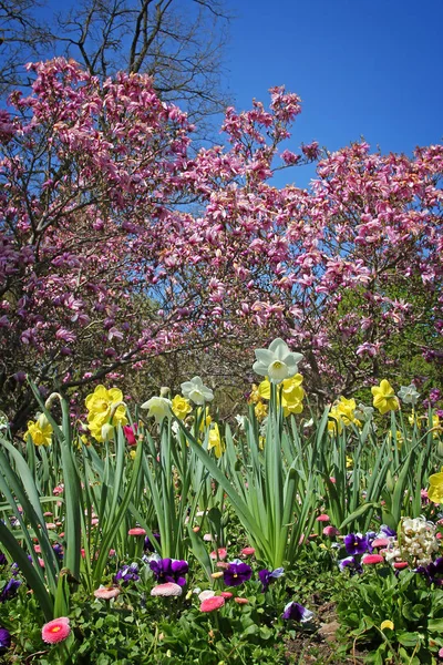 Kukkapenkkiin narsissi, alttoviulut ja bellis, vaaleanpunainen magnolia — kuvapankkivalokuva