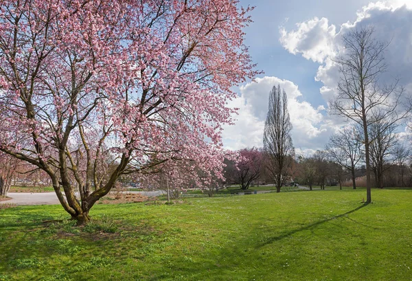 Blooming cherry tree in the city park — Stock Photo, Image