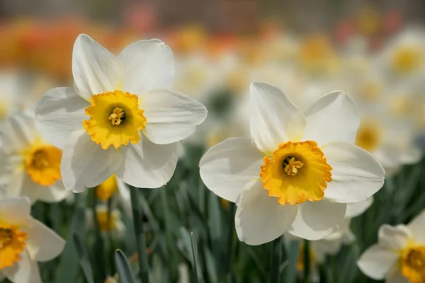 Beautiful narcissus flowers in flowerbed — Stock Photo, Image