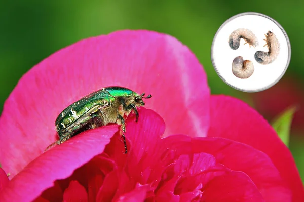 Flor de peônia com chafer rosa e larvas — Fotografia de Stock