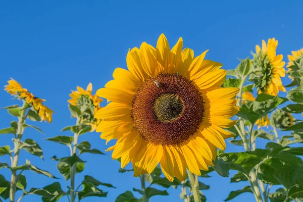 Dojrzałe słonecznika w polach — Zdjęcie stockowe