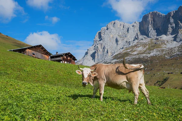 Schweiziska mjölkaren i alplandskap — Stockfoto