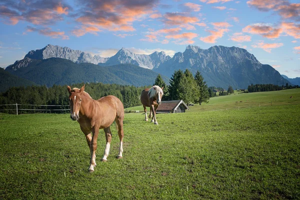 Pastos con caballos y karwendel masa montañosa — Foto de Stock