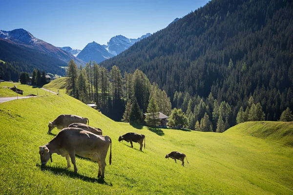 Grazing cows at the hillside — Stock Photo, Image