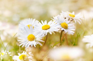 Çayırdaki papatyalar