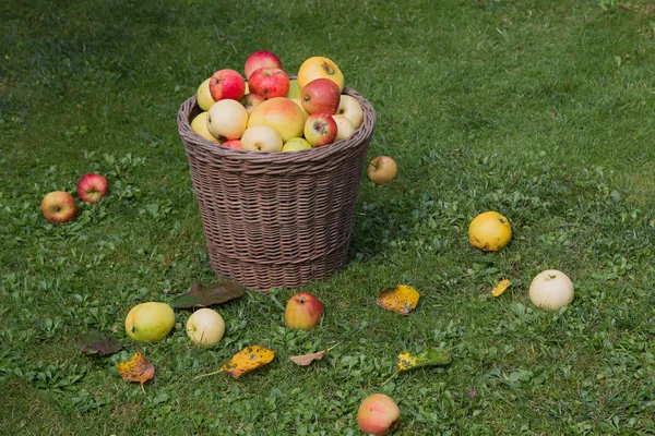 Recogido manzanas en una canasta de mimbre en el jardín césped —  Fotos de Stock