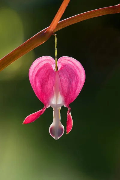 One bleeding heart blossom — Stock Photo, Image