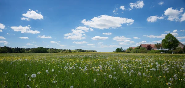 Campo con dente di leone e ranuncoli alla periferia della città — Foto Stock