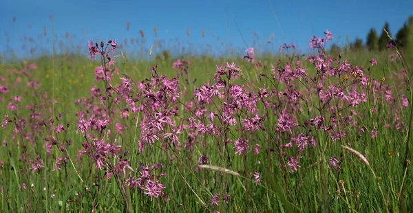 Полевые цветы - lychnis flos cuculi — стоковое фото
