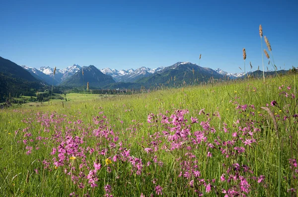 Gyönyörű alpesi tájjal, vadvirágos rét, oberstdorf — Stock Fotó