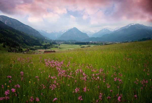 Allgau landscape with wildflower meadow at sunset — Stock Photo, Image