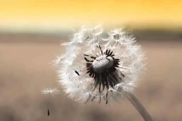 One dandelion clock with seed, sepia toned — Stock Photo, Image