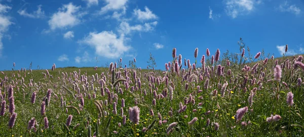 Meadow with common bistort at monte baldo mountain italy — Stock Photo, Image