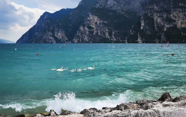 Garda Gölü Swan aile — Stok fotoğraf