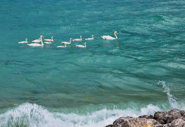 Niedliche Schwanenfamilie bei stürmischem Wetter — Stockfoto