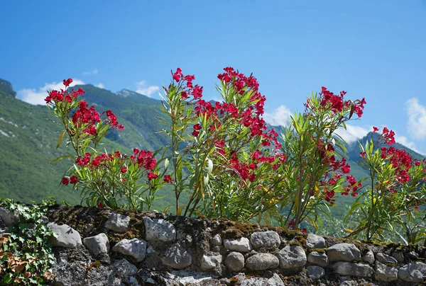Adelfa floreciente detrás de la pared de piedra —  Fotos de Stock