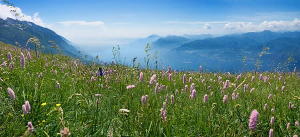 Idyllic mountain landscape monte baldo with wildflower meadow — Stock Photo, Image