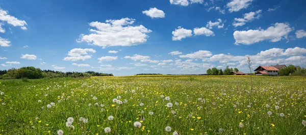 Field with dandelions and buttercups — Stock Photo, Image