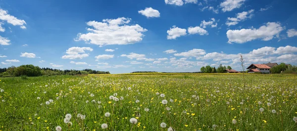 Dandelions ve düğünçiçekleri alanıyla — Stok fotoğraf