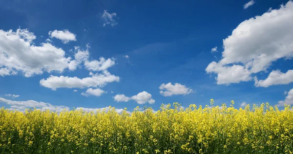 Kwitnący rzepak pole i błękitne niebo z chmur cumulus — Zdjęcie stockowe