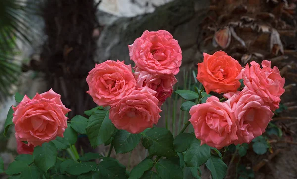 ヤシの木にバラの花のグループ — ストック写真