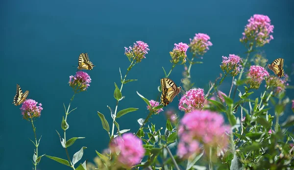 Groupe de papillons à queue d'hirondelle sur la plante hôte pourpre — Photo