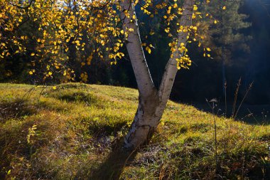 Huş ağacının ayrıntı arka ışıklı