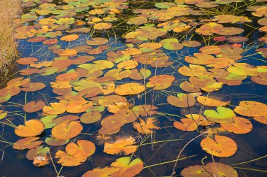 Nilüfer bitkiler moor göle - sonbahar renkleri