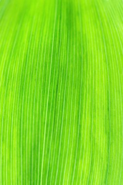 bir lily vadi yaprak yeşil