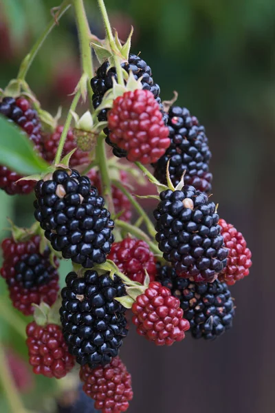 Blackberry twig with ripe and unripe berries — Stock Photo, Image